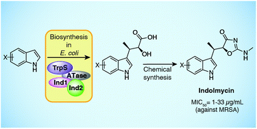 Graphical abstract: An engineered biosynthetic–synthetic platform for production of halogenated indolmycin antibiotics
