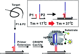 Graphical abstract: Amplified detection of nucleic acids and proteins using an isothermal proximity CRISPR Cas12a assay