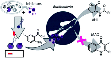 Graphical abstract: Inhibiting quinolone biosynthesis of Burkholderia