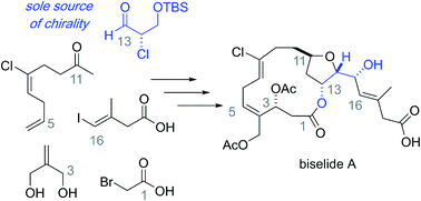 Graphical abstract: Total synthesis of biselide A