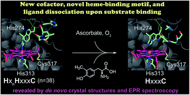 Graphical abstract: A novel catalytic heme cofactor in SfmD with a single thioether bond and a bis-His ligand set revealed by a de novo crystal structural and spectroscopic study