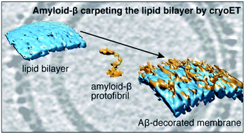 Graphical abstract: 3D-visualization of amyloid-β oligomer interactions with lipid membranes by cryo-electron tomography