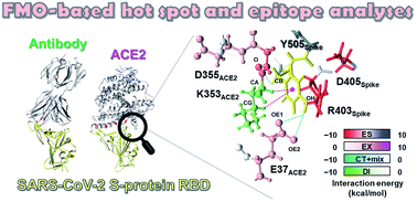 Graphical abstract: Molecular recognition of SARS-CoV-2 spike glycoprotein: quantum chemical hot spot and epitope analyses