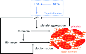 Graphical abstract: Albumin-mediated alteration of plasma zinc speciation by fatty acids modulates blood clotting in type-2 diabetes