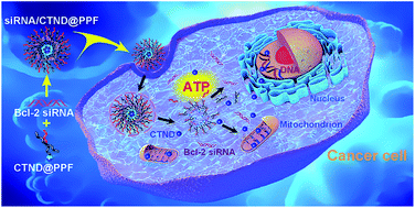 Graphical abstract: Surmounting tumor resistance to metallodrugs by co-loading a metal complex and siRNA in nanoparticles