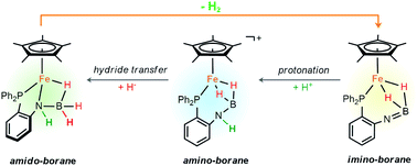Graphical abstract: Dehydrogenation of iron amido-borane and resaturation of the imino-borane complex