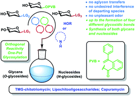 Graphical abstract: An orthogonal and reactivity-based one-pot glycosylation strategy for both glycan and nucleoside synthesis: access to TMG-chitotriomycin, lipochitooligosaccharides and capuramycin