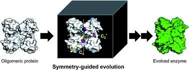 Graphical abstract: Symmetry-related residues as promising hotspots for the evolution of de novo oligomeric enzymes