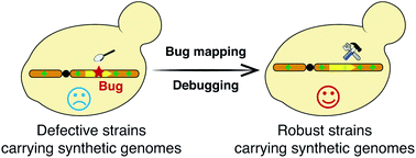 Graphical abstract: Debugging: putting the synthetic yeast chromosome to work
