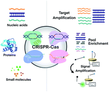 Graphical abstract: CRISPR technology incorporating amplification strategies: molecular assays for nucleic acids, proteins, and small molecules