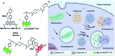 Graphical abstract: Clicking of organelle-enriched probes for fluorogenic imaging of autophagic and endocytic fluxes