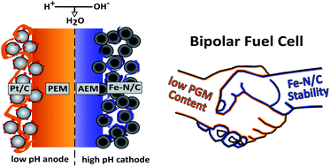Graphical abstract: Bipolar-interface fuel cells – an underestimated membrane electrode assembly concept for PGM-free ORR catalysts