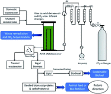 Graphical abstract: Optimal and strategic delivery of CO2 for Chlorella minutissima-mediated valorization of domestic wastewater with concomitant production of biomass and biofuel