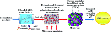 Graphical abstract: Low temperature recovery of acetone–butanol–ethanol (ABE) fermentation products via microwave induced membrane distillation on carbon nanotube immobilized membranes
