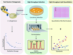 Graphical abstract: Towards high-throughput optimization of microbial lipid production: from strain development to process monitoring