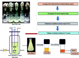 Graphical abstract: Multi-fold enhancement in sustainable production of biomass, lipids and biodiesel from oleaginous yeast: an artificial neural network-genetic algorithm approach
