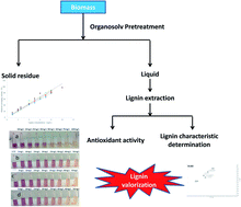 Graphical abstract: Correlations of the physicochemical properties of organosolv lignins from Broussonetia papyrifera with their antioxidant activities