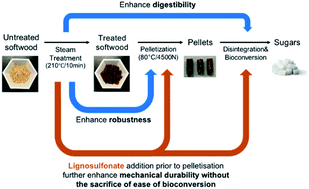 Graphical abstract: The influence of pre-steaming and lignin distribution on wood pellet robustness and ease of subsequent enzyme-mediated cellulose hydrolysis