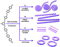 Graphical abstract: The relationship between molecular structure and supramolecular morphology in the self-assembly of rod–coil molecules with oligoether chains