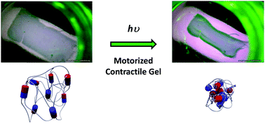 Graphical abstract: Structural properties of contractile gels based on light-driven molecular motors: a small-angle neutron and X-ray study