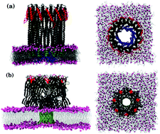 Graphical abstract: Assessing the extent of the structural and dynamic modulation of membrane lipids due to pore forming toxins: insights from molecular dynamics simulations