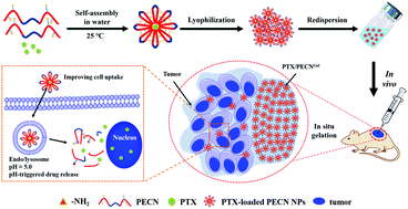 Graphical abstract: An injectable thermosensitive hydrogel self-supported by nanoparticles of PEGylated amino-modified PCL for enhanced local tumor chemotherapy