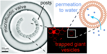Graphical abstract: Membrane permeability to water measured by microfluidic trapping of giant vesicles
