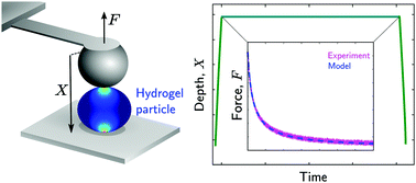 Graphical abstract: Poroelastic properties of hydrogel microparticles