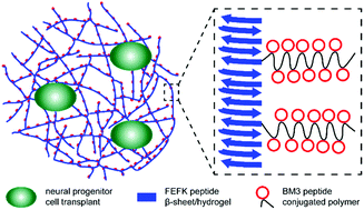 Graphical abstract: Formulation of thrombin-inhibiting hydrogels via self-assembly of ionic peptides with peptide-modified polymers