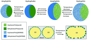 Graphical abstract: Stimuli responsive Janus microgels with convertible hydrophilicity for controlled emulsion destabilization