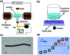 Graphical abstract: Anisotropic dynamics of a self-assembled colloidal chain in an active bath