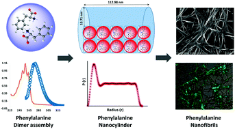 Graphical abstract: Phenylalanine dimer assembly structure as the basic building block of an amyloid like photoluminescent nanofibril network