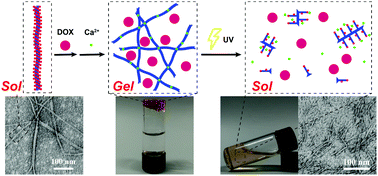 Graphical abstract: Metal ion and light sequentially induced sol–gel–sol transition of a responsive peptide-hydrogel