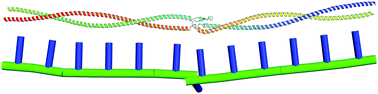 Graphical abstract: KOBRA: a fluctuating elastic rod model for slender biological macromolecules