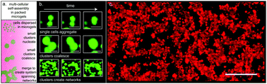 Graphical abstract: 3D aggregation of cells in packed microgel media