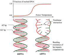 Graphical abstract: Statistical mechanics of a double-stranded rod model for DNA melting and elasticity