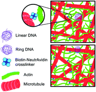 Graphical abstract: Anomalous and heterogeneous DNA transport in biomimetic cytoskeleton networks