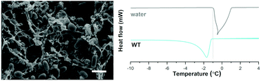 Graphical abstract: Bacillus subtilis biofilms characterized as hydrogels. Insights on water uptake and water binding in biofilms