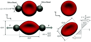 Graphical abstract: On the effects of membrane viscosity on transient red blood cell dynamics