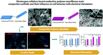 Graphical abstract: Electrospun cellulose-based conductive polymer nanofibrous mats: composite scaffolds and their influence on cell behavior with electrical stimulation for nerve tissue engineering