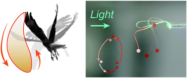 Graphical abstract: Design principles for non-reciprocal photomechanical actuation