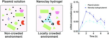 Graphical abstract: Creating a locally crowded environment with nanoclay hydrogels for cell-free biosynthesis