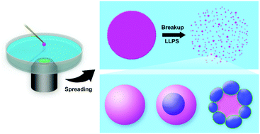 Graphical abstract: Flower-like droplets obtained by self-emulsification of a phase-separating (SEPS) aqueous film