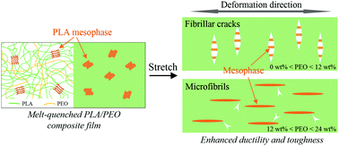 Graphical abstract: Polyethylene oxide enhances the ductility and toughness of polylactic acid: the role of mesophase