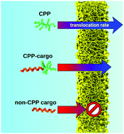 Graphical abstract: Surface charge density and fatty acids enhance the membrane permeation rate of CPP–cargo complexes