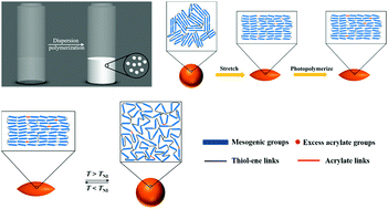 Graphical abstract: Programmable liquid crystal elastomer microactuators prepared via thiol–ene dispersion polymerization