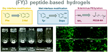 Graphical abstract: Bi-functional peptide-based 3D hydrogel-scaffolds