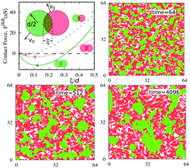 Graphical abstract: Differences in mechanical properties lead to anomalous phase separation in a model cell co-culture