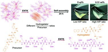 Graphical abstract: The ratio of hydrogelator to precursor controls the enzymatic hydrogelation of a branched peptide