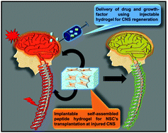 Graphical abstract: Recent trends in the development of peptide and protein-based hydrogel therapeutics for the healing of CNS injury